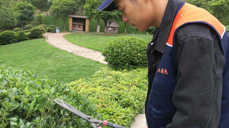 立体绿化，提升城市绿意的关键一招