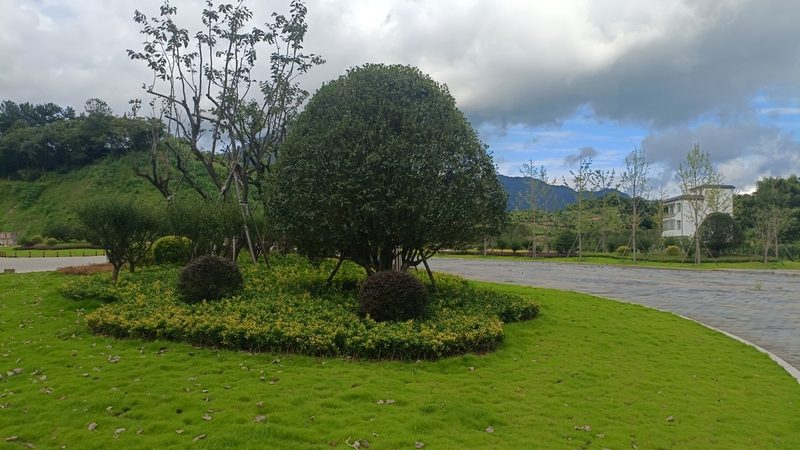 上海苗木种植资质要求：合规种植，保障绿化品质**