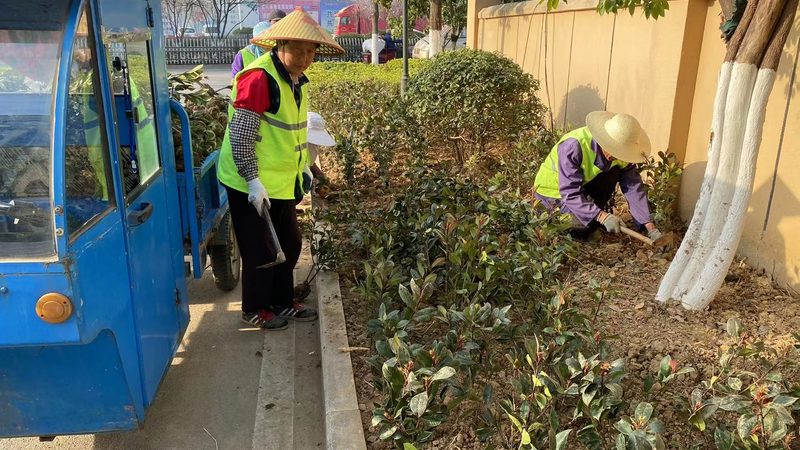 道路绿化乔木胸径规格表：标准解读与选购要点**