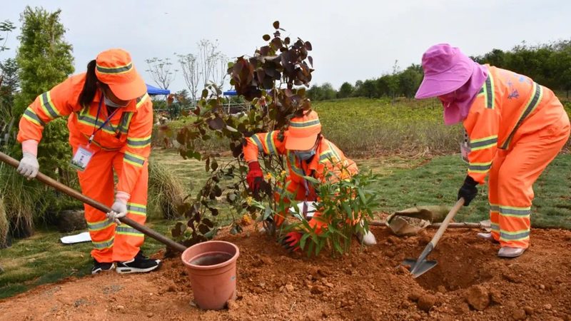 南方小区绿化草坪品种选择：因地制宜，打造生态宜居家园**