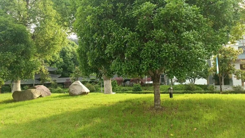 市政绿化小苗批发，如何选对品质与价格？**